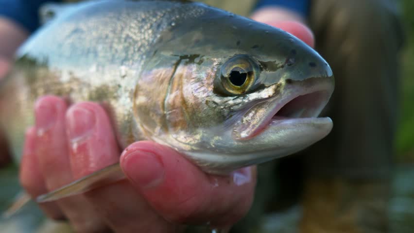 Wet brown trout held up to the camera by a successful fisherman