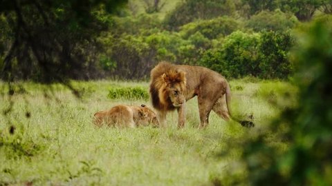 Lion and lioness in Kenya, Africa.