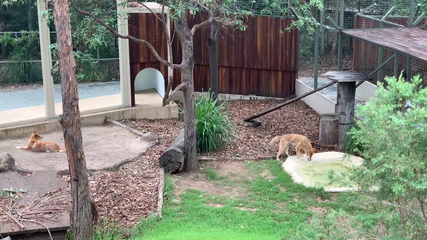 Fox in Australia