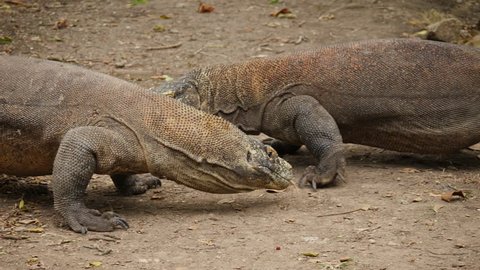 4K SLOW MOTION Of Two Large Komodo Dragons Engaging A Fight With One Winning.