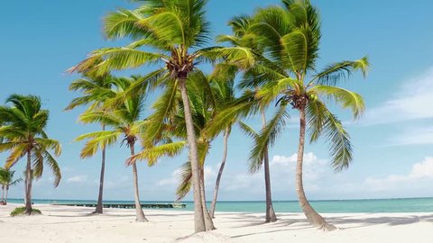 Best beaches in the world. Hawaii Islands Palms on the ocean / Sun umbrellas on the beach with white sand. deck chair, lounge, recliner, daybed, chaise-longue, sun lounger and the blue sea. Summer