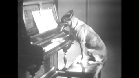 CIRCA 1920s - Black and white footage of a dog playing the piano in the 1920's