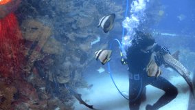 diver is in a big aquarium between tropical fish and sharks and feeds them from the hands