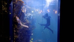 diver is in a big aquarium between tropical fish and sharks and feeds them from the hands