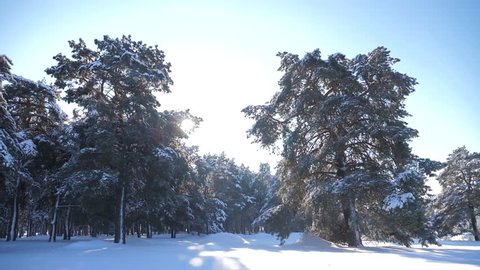 Frozen winter forest with snow covered trees. slow motion video. winter pine forest in the snow sunlight movement. frozen lifestyle frost Christmas New Year tree. concept new year winter. Pine trees