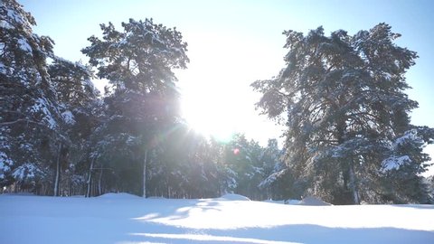 Frozen winter forest with snow covered trees. slow motion lifestyle video. winter pine forest in the snow sunlight movement . frozen frost Christmas New Year tree. concept new year winter. Pine trees