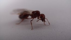 Isolated Close up Macro Ant Activity 