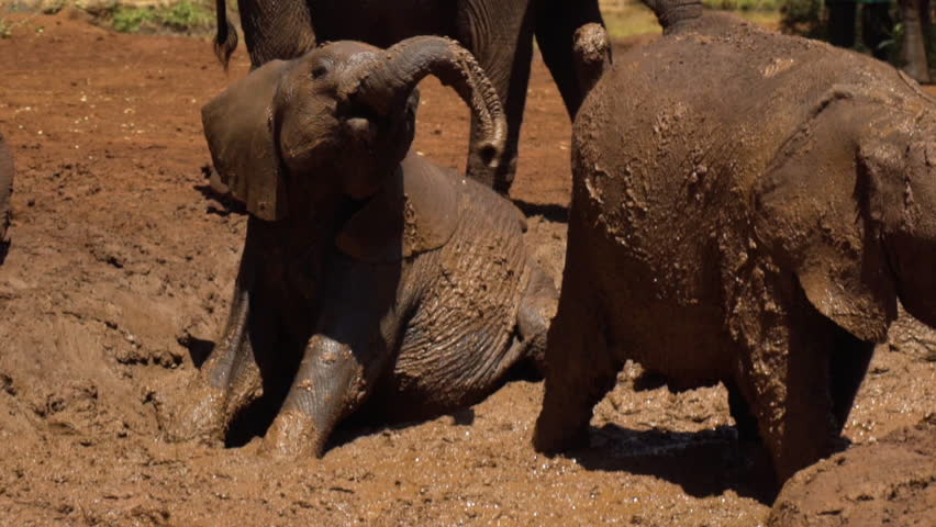 Baby Elephants playing in mud - Slow Motion 120fps Royalty-Free Stock Footage #1024171277