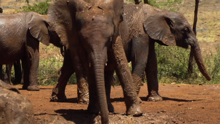 Baby Elephants throwing mud - Slow Motion 120fps Royalty-Free Stock Footage #1024171340