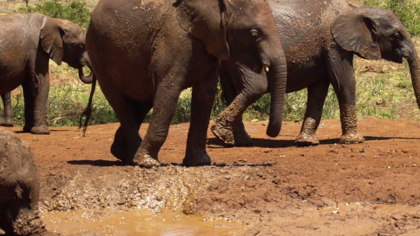Elephants at watering hole - Slow Motion 120fps Royalty-Free Stock Footage #1024171373