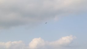 Seagull bird is flying footage video clip with slow motion