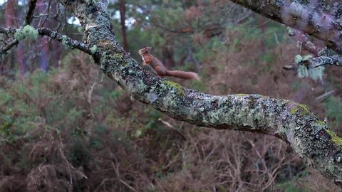 red Squirrel, Sciurus vulgaris, running and jumping amongst the branches of a birch tree during winter in Scotland.
