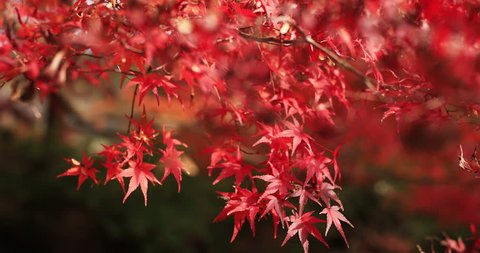 Red leaves in autumn at Japanese temple in Kyoto. It's in autumn. Yamashina-ku Kyoto Japan - 11.30.2018 : It s red leaves at Bishamondou at Yamashina district in autumn. camera : Canon EOS 5D mark4 – Stockvideo