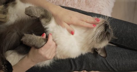 Ragdoll cat laying on it's back in a ladies lap enjoying a cat massage as she pats it.