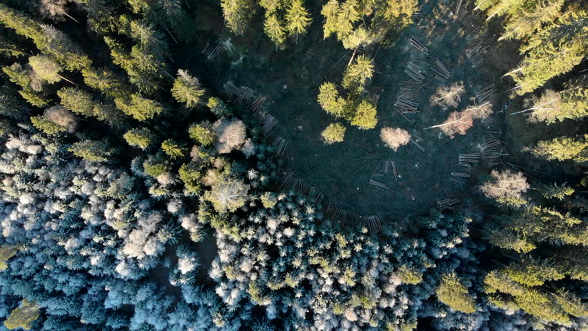 Drone footage with an overhead view over forest thinning in progress. Filmed in realtime at 4k.