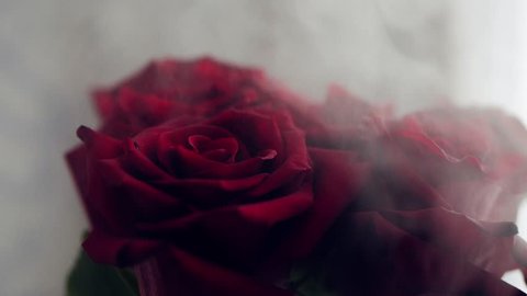 Red roses in the smoke/steam. Closeup