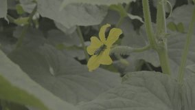 Cucumber's flower with a bee pollinating. Close up, ungraded footage