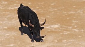 Bull during a Camarguaise race, a sport in which participants try to catch award-winning attributes fixed to the forehead and the horns of a bull 