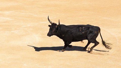 Bull during a Camarguaise race, a sport in which participants try to catch award-winning attributes fixed to the forehead and the horns of a bull  