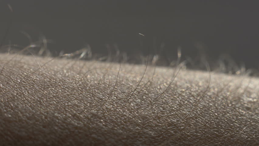 Goosebumps macro. Hair on the hand rise up. Skin reaction to cold, fear, or good music. Horripilation on skin.  Royalty-Free Stock Footage #1024191941