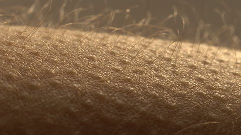 Goosebumps close up. Hair on the hand stand up and falls. Skin reaction to cold, fear, or good music. Horripilation on skin. 