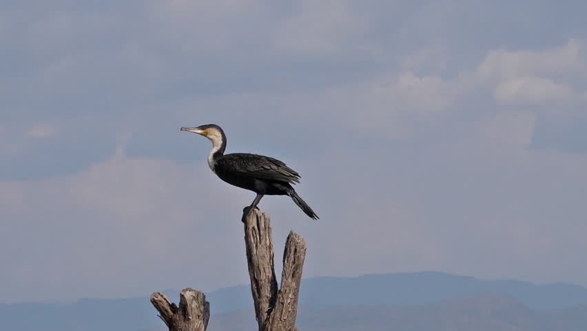White-Breated Cormorant, phalacrocorax carbo lucidus, Adult taking off, in Flight, Baringo Lake in Kenya, slow motion