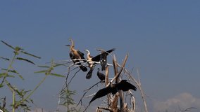 Heronry with African Darter, anhinga rufa, Adult taking off, in flight, Baringo Lake in Kenya, slow motion