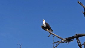African Fish-Eagle, haliaeetus vocifer, Adult at the top of the Tree, Flapping Wings, in Flight, Baringo Lake in Kenya, slow motion