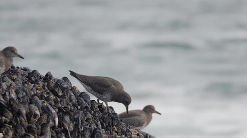 Slow motion, medium shot of surfbirds eating on a barnacle and mussel covered rock in British Columbia.