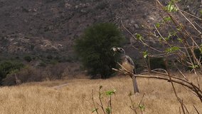 African Grey Hornbill, tockus nasutus, Male with a Grasshopper in its Beak, taking off, Tsavo park in Kenya, slow motion