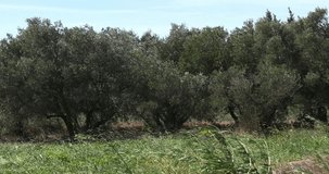Wind in the Olive's Tree near Maussane Les Alpilles in the South East of France, Real Time 4K