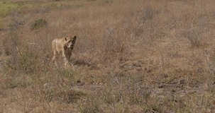 African Lion, panthera leo, Walking in Savannah, Nairobi Park in Kenya, Real Time 4K