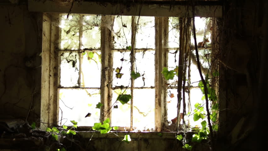 Light, Old Broken Ivy Covered Window, Creepy Atmospheric, Viewed fron Indoors.