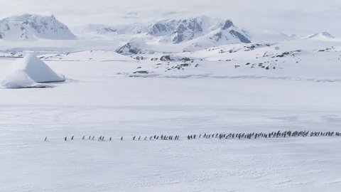 Antarctica Aerial Drone View Over Moving Penguins Colony. Sideways Camera Movement Overview. Snow Winter Wildlife and Mountains Landscape. Gentoo Walking on Snow Covered Land. Full HD1080p 1920x1080