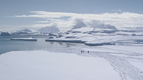 Epic Antarctica Landscape Penguin Group Aerial View. Antarctic Wildlife Bird Habitant Coast Walk. Brash Ice Glacier Seascape Ocean Open Water Drone Footage Shot Full HD 1080p. 1920x1080