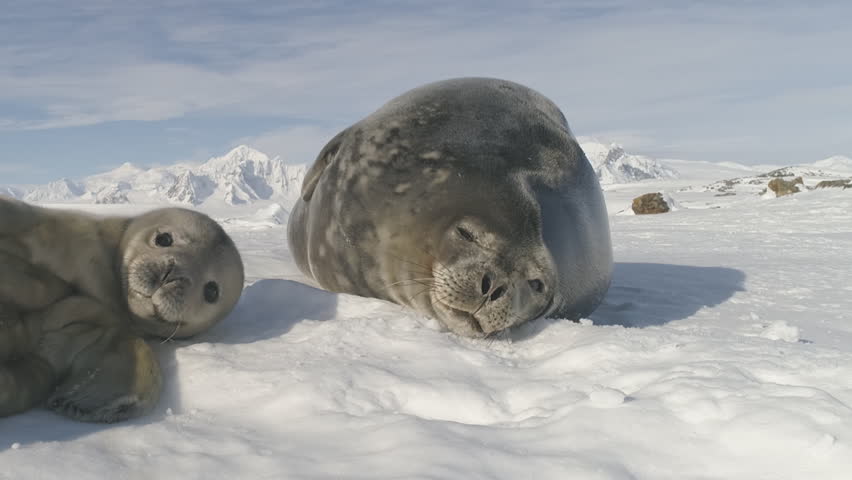 Weddell Seal Adult Mother Care Baby Polar View. Antarctica Wildlife Habitat Animal Family Enjoy Harsh Winter Snow Ladscape. Pole Rocky Nature Overview Front Footage Shot Full HD1080p. 1920x1080