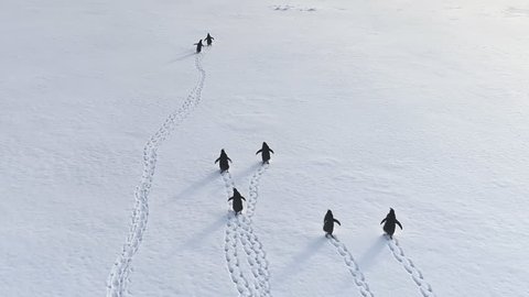 Cute Gentoo Penguin Group Travel Arctic Snow Land. Polar Bird Flock Leave Trace on Ice Covered Continent. Drone Top Down Antarctic Scenery Aerial Overview Footage Shot Full HD1080p. 1920x1080