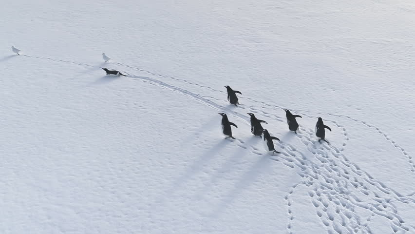 Antarctic Gentoo Penguin Snow Walk Aerial View. Polar Wildlife Bird Group Leave Trace on Antarctica Frozen Land Surface. Top Down Drone Epic Arctic Overview Footage Shot Full HD1080p. 1920x1080