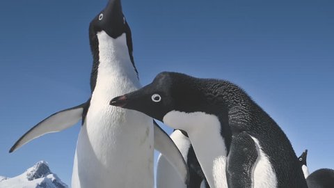 Close-up Adelie Penguins Couple Playing. Funny Male and Female Birdes in Antarctica Winter. Two Birds Waving Wings. Behavior Of Wild Animals Footage Shot Full HD1080p. 1920x1080