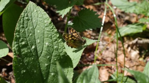 A Speckled Wood butterfly (Pararge aegeria) perched on a leaf