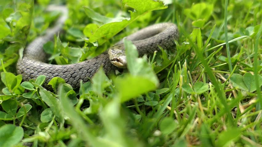 Wild Snake Coronella Austriaca Attacks the Camera Slow Motion Royalty-Free Stock Footage #1024215191