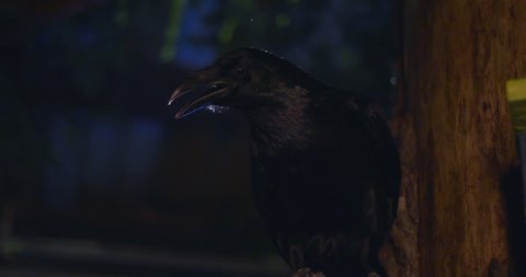 
Closeup Raven on a tree in the night forest