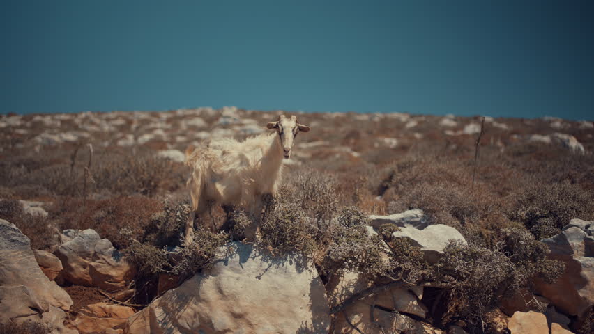 A goat standing on a rock in a windy hilly area