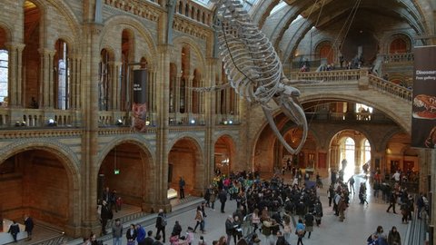 LONDON, circa 2019 - Tilting shot of the main hall of the Natural History Museum in London, England, UK featuring a blue whale skeleton