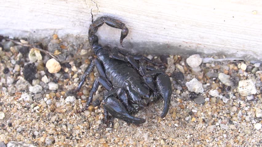 black emperor scorpion