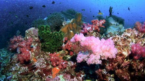 Colorful, thriving tropical coral reef (Richelieu Rock, Thailand)