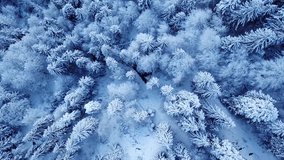 A frozen forest captured by drone
