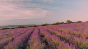 Aerial nature landscape video. Flight over lavender meadow at sunset. Agriculture industry scene. Nature 4k scene composition.