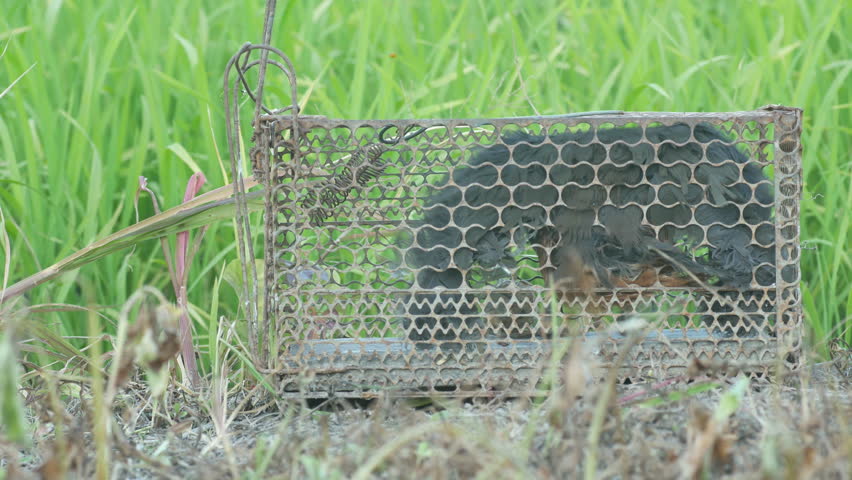A White-breasted waterhen was trapped in the local cage in the rice field | Shutterstock HD Video #1024248209