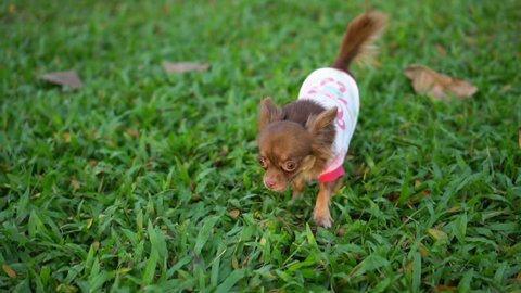 Cute and tiny Chihuahua dog running on the green grass at park in evening, slow motion and handheld shot. Happy puppy play with owner, have good time. 